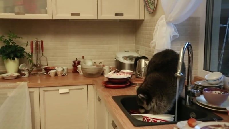 В алматы енот забрался в чужой дом и помыл посуду © видеожесть