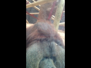 Orangutan kisses pregnant womans belly colchester porn