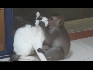 Funny monkey kissing a cat