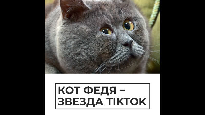 Кот федя покорил tiktok