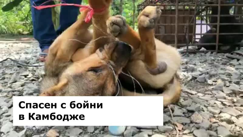 Спасён с бойни в камбодже