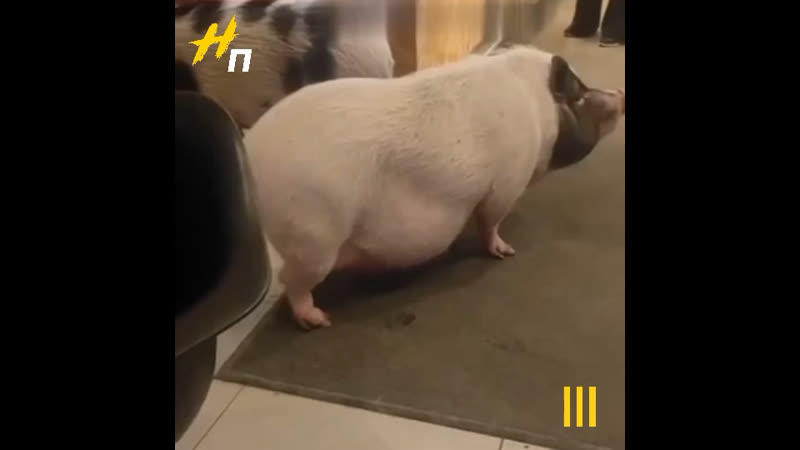 Две свиньи в кофейне