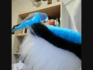 Birb loves fursuit