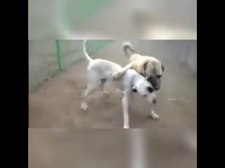 2yxa ru pitbull vs kangal 2020 kangal takes down dogo turkey gl1vqsuy2rq mp4