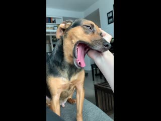 Survey would you give this good pupper scritches?