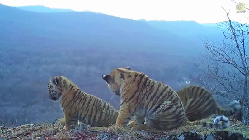 Амурские тигрята