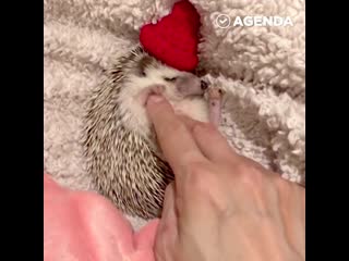 Ёжик сладко засыпает