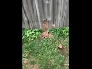 Классный сосед😃 rkfccysq cjctl😃