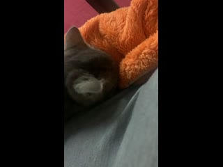 Марта и кофта, напоминающая маму кошку