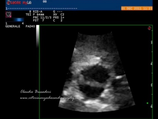 Aortic bicuspidia in a newfoundland dr claudio bussadori wmv