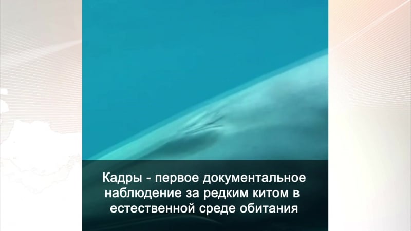Этого редкого кита впервые удалось заснять на видео