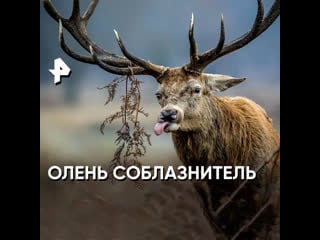 Олень соблазнитель