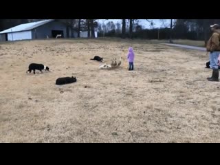 Very smart herding dogs