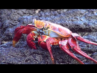 Galápagos sally lightfoot crabs