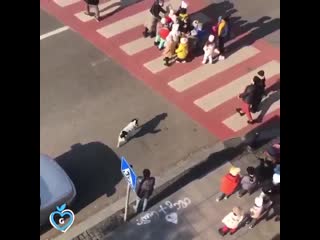There's a stray dog in georgia who protects this kindergarten class so they can cross the street safely