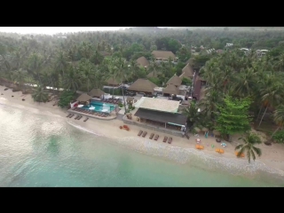 Пляж бантай, мимоза