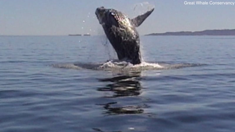 Горбатый кит радуется