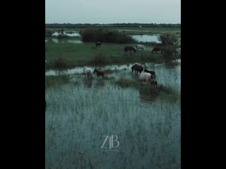 Ztb video 20200512 17 mp4