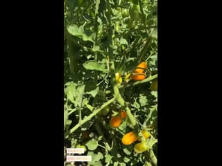 Caitylotz via instagram story (august 6)