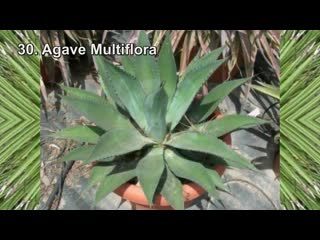 Agave (61 разновидность)