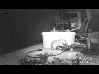 House proud mouse caught on camera tidying garden shed