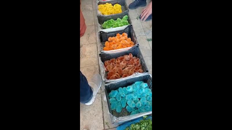 Покрасили цыплят