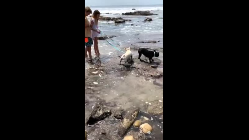 #frenchie #щенки #природа #океан #пляж #озеро #земля #бульдог #щенки #frenchbulldog #собаки #puppylove #линч #lynchfamily