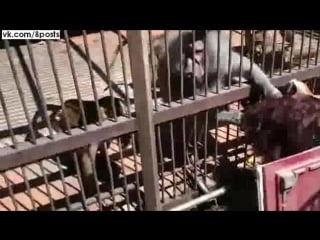 Обезьяна бабуин схватила девушка за волосы / monkey grabbed by the hair