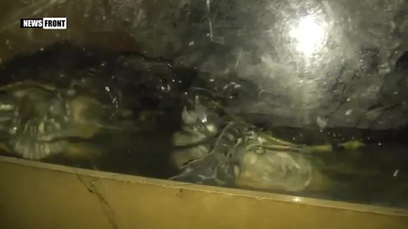 В донецке спасают крокодила и черепах волонтеры возрождают террариум {7 06 2017}