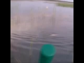 Классная поклёа!