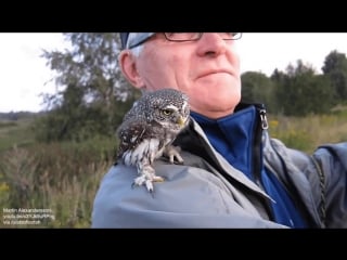 Eurasian pygmy owl