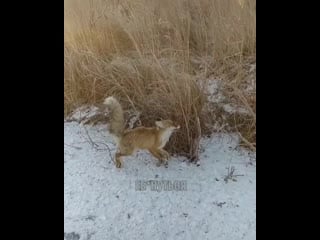 Лиса замёрзла пока бежала