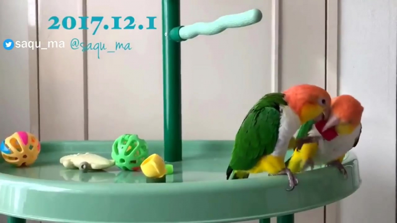 Snatches porn video – Parrot snatches mates bottle cap