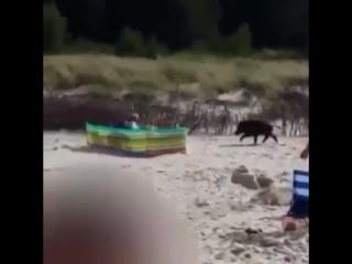 Um porco na praia