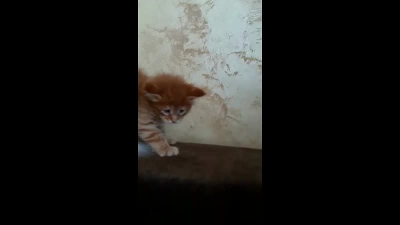 Видеоконкурс моя мурлота