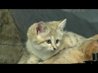 Cute sand cat kittens cincinnati porn