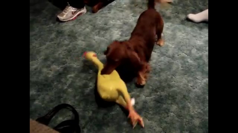 Chicken porn video – Резиновая кричащая курица игрушка crazy rubber chicken