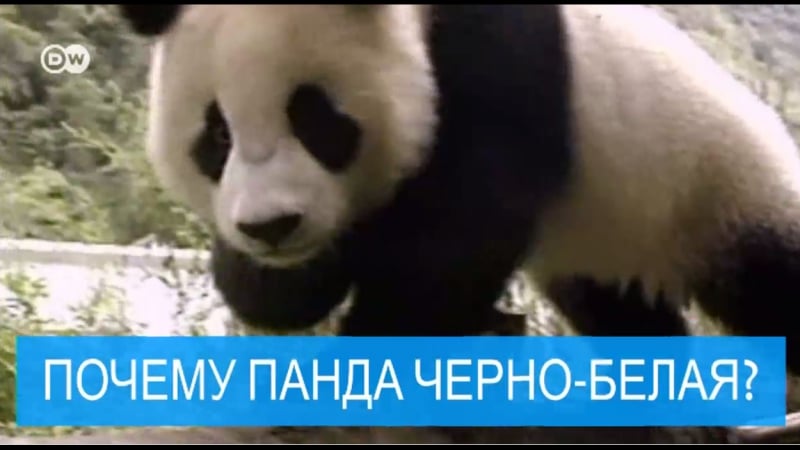 Почему у панды такой необычный окрас