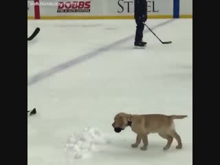 У американской хоккейной команды появился щенок талисман (vhs video)