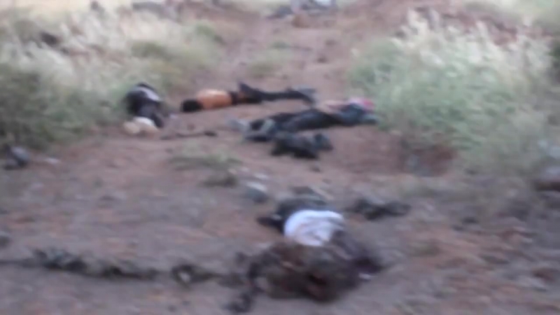 ✔ особое мнение ослы с контрабандой не дошли до сирии