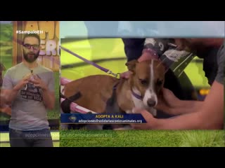 El hormiguero (sara sampaio) jueves (09 05 2019) completo hd720p ( 720 x 1280 ) mp4