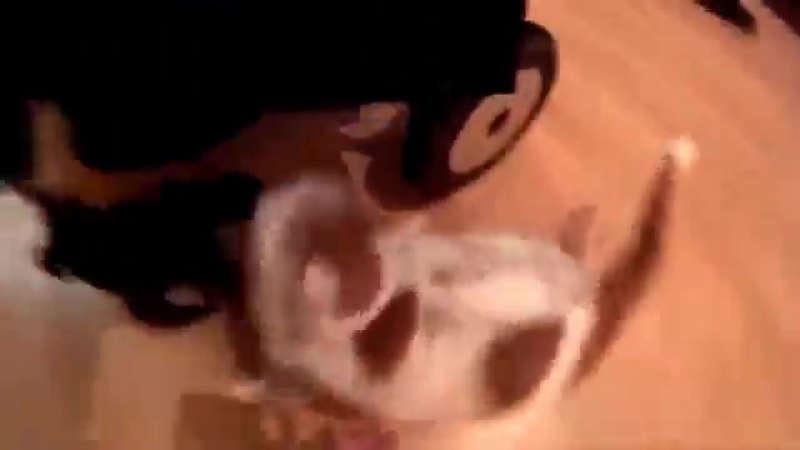 Кот и пес натворили дел