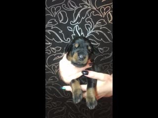 Versailles magnifique francine 1 5w