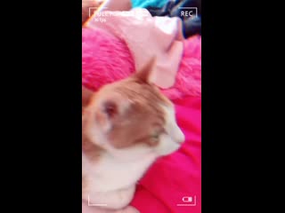 Storysaver anastasiya fukkacumi 54771719 2049336828505042 7182545899858163200 n mp4