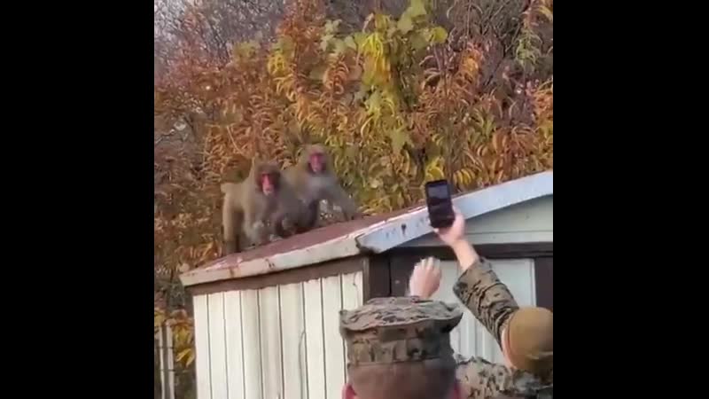 Япония их жизни обезьян и американских морпехов