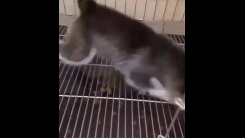 Как едят хаски