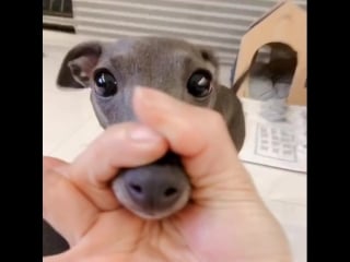 Challenge with italian greyhound