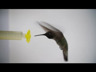 What happens when you put a hummingbird in a wind tunnel deep look