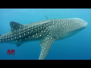 Shark swimming with great whale shark in oslob, cebu island, philippines underwater video full hd