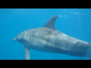 Дельфинчики!!!!! я ждала встречи с вами в море!!!!!!!сноркелинг 🐬